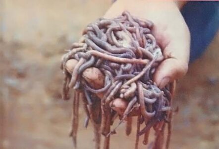 Worm Fiddling Image
